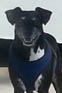 a photo of Ranger a short haired dog
